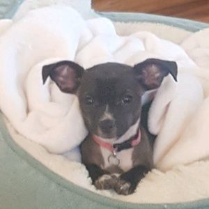 Meet your Posher, Justin